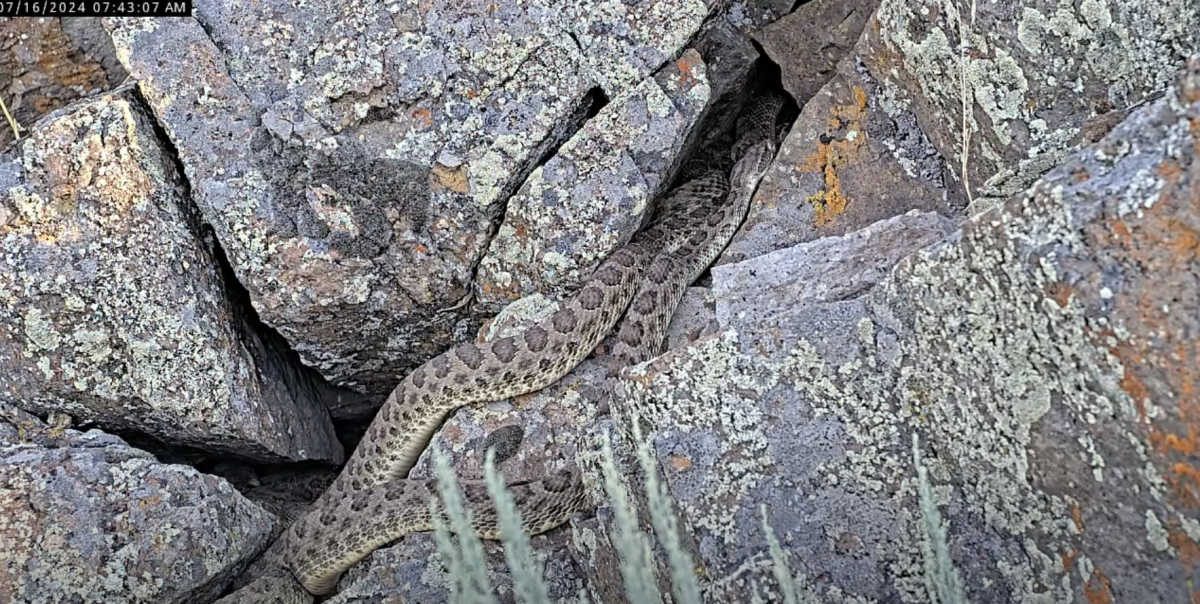 Livestream shows hundreds of rattlesnakes at “mega-den” in Colorado