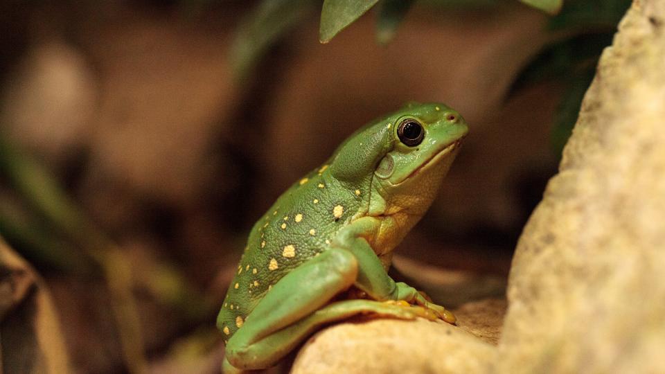 ‘Lovely freak of nature’: Mutant blue frog hops into wildlife sanctuary workshop