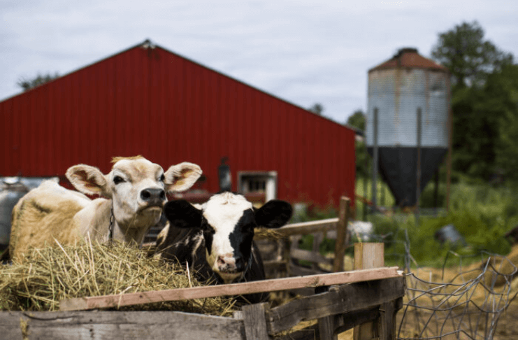 Maine farmers can get free, personalized support for PFAS contamination