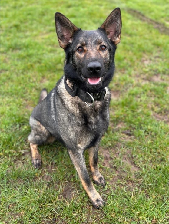 Man arrested after police dog dies following search of water at country