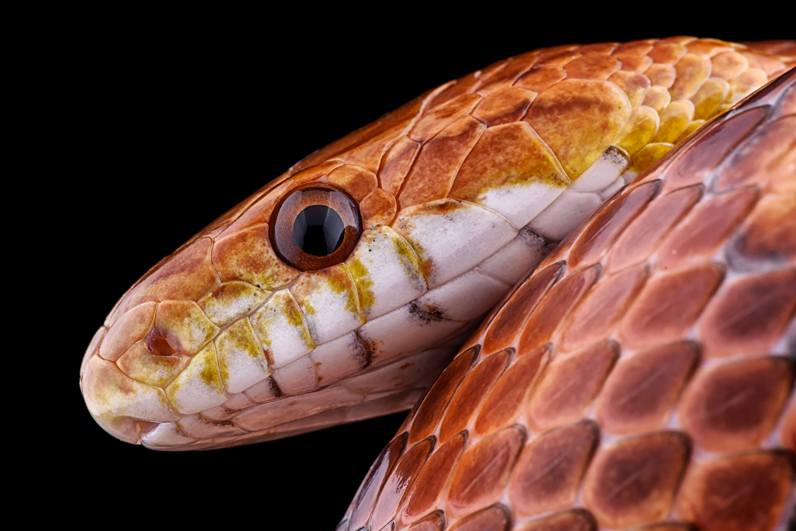 Man caught attempting to smuggle 104 live snakes in his pants at China border