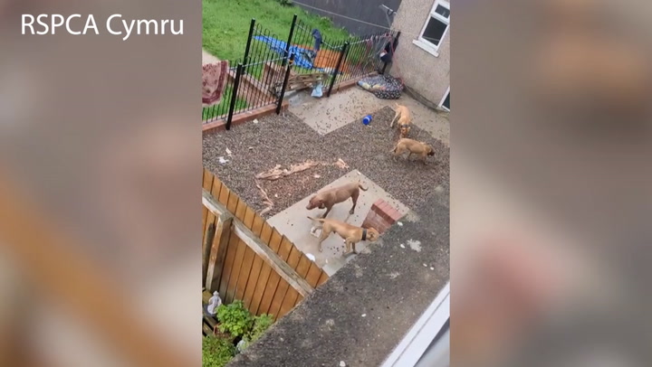 Man caught beating his dog in horiffic attack filmed on camera