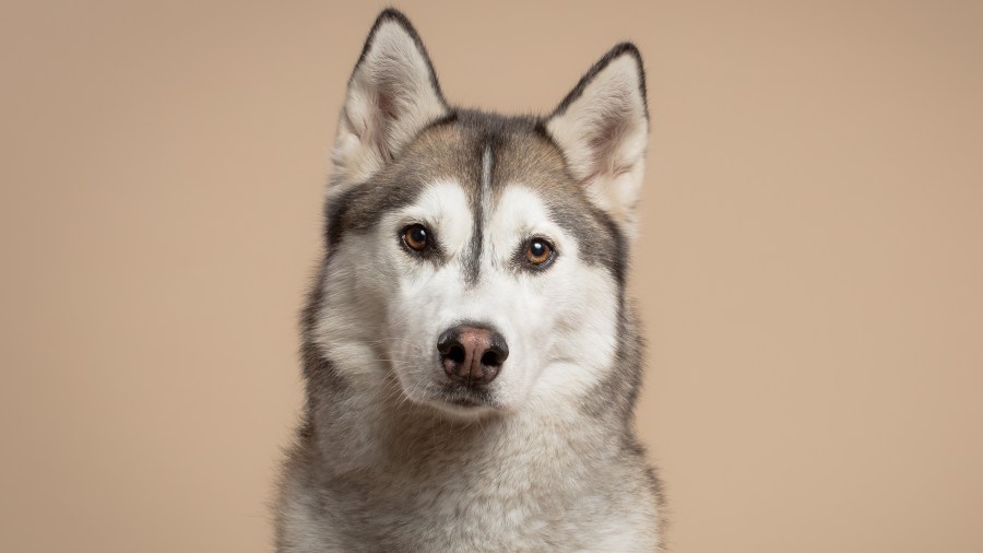 Man dead after apparent Husky dog attack in Fresno County