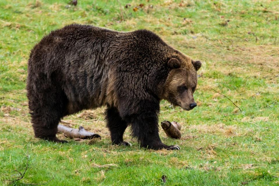 Man punches grizzly in face during bear attack in northern B.C.