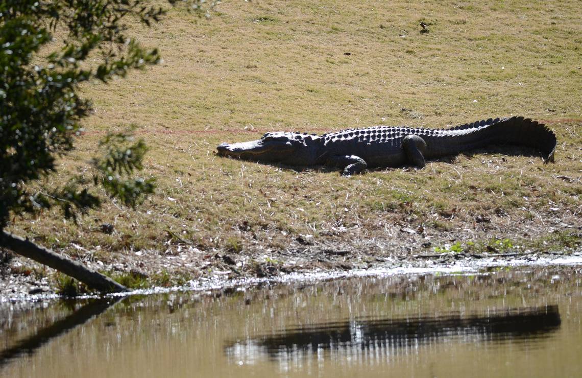 Man told cops he wanted to ‘take on an alligator’ on Hilton Head. Was he hallucinating?