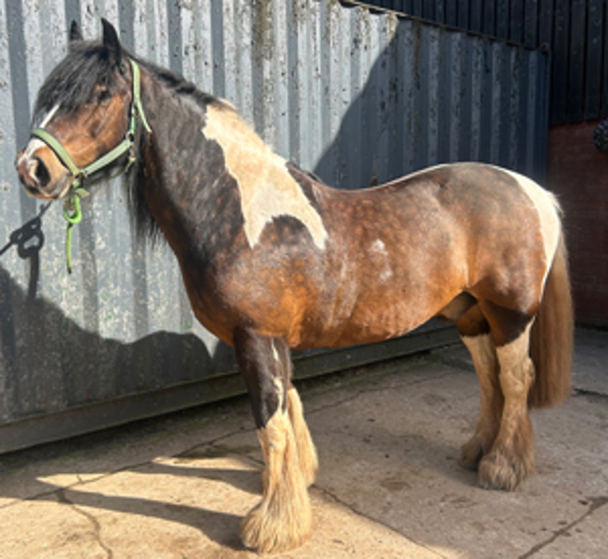 Manhunt underway after horse mutilated and left to die in ‘sickening attack’