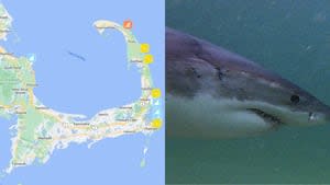 Mass. shark tracker: Interactive map with real-time tools shows where great whites are lurking