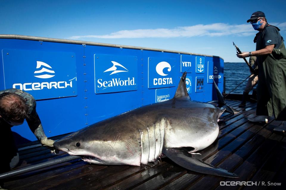 Massive great white known for its shark ‘drawing’ pings in Florida just after Shark Week