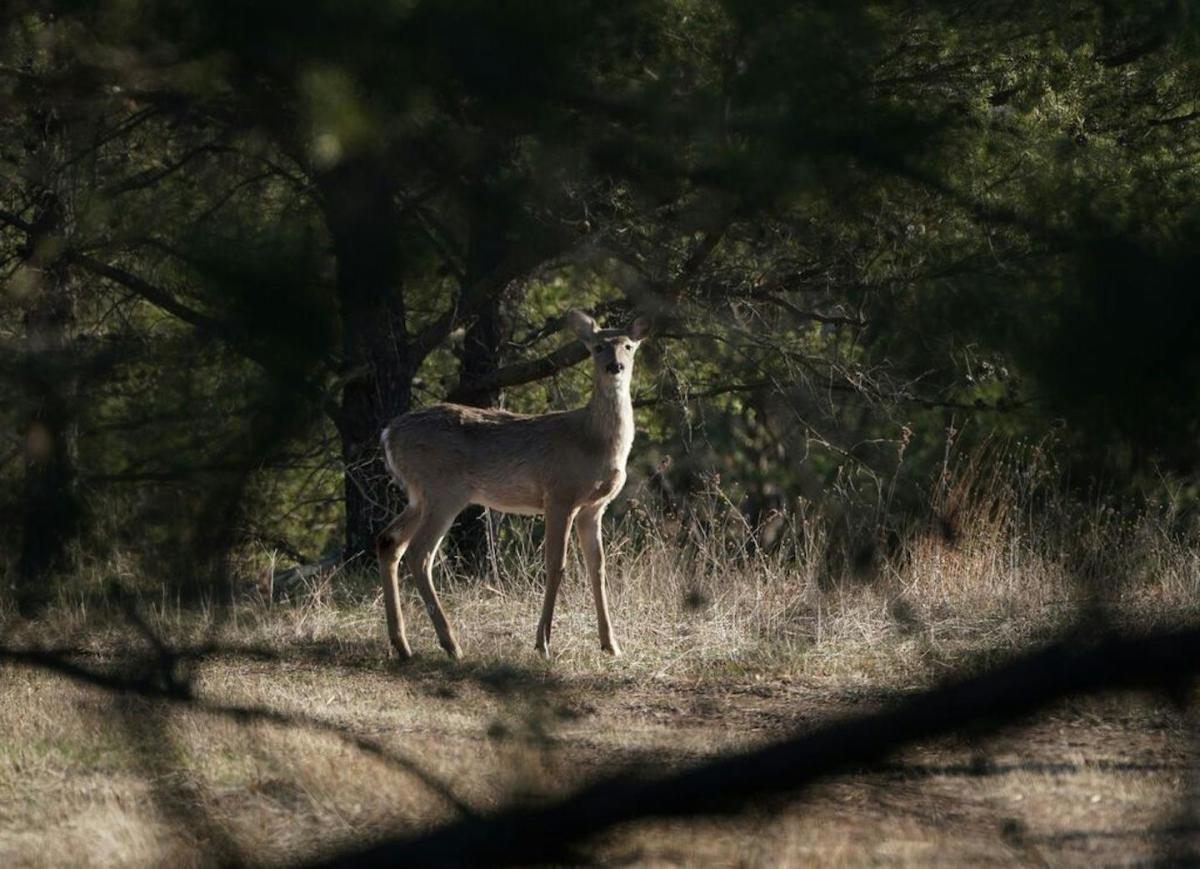 Minnesota drivers hit thousands of deer a year. Here’s where it happens most.