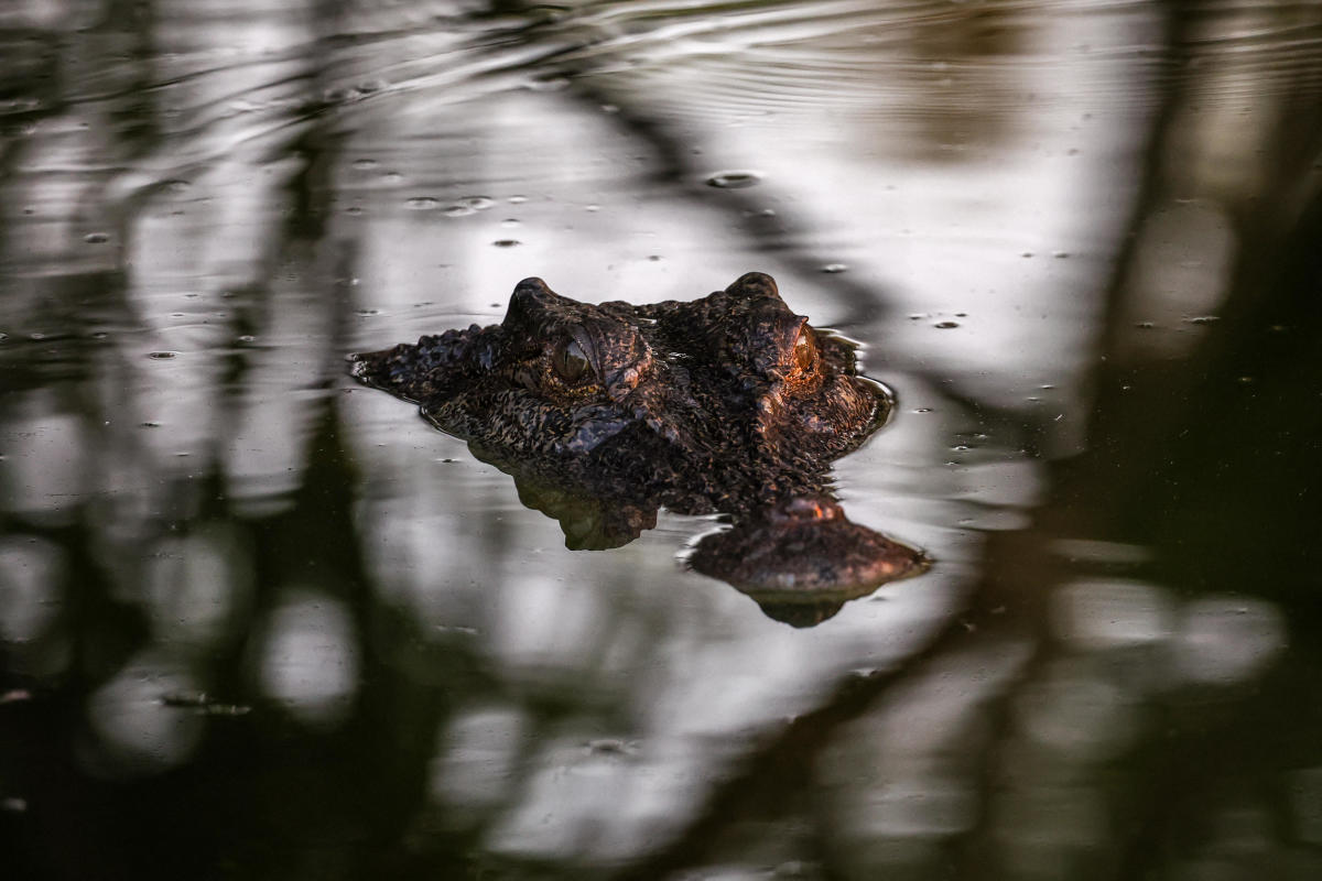 Missing 12-year-old girl’s remains found after crocodile attack