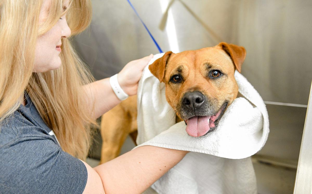 Mobile dog groomer turned salon Scenthound opens first Middle Tennessee location