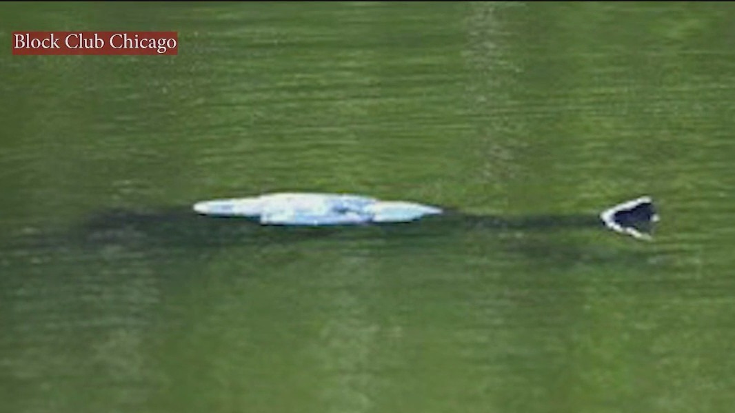 Mystery creature in Lincoln Park pond: What is lurking in the water?