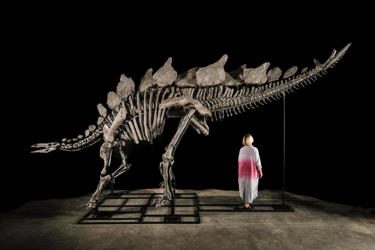 Near-complete Stegosaurus fossil sells for record  million at auction