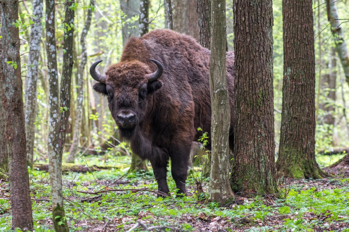 Officials welcome first wild bison in 10,000 years after major restoration initiative: ‘It’s a learning process for us too’