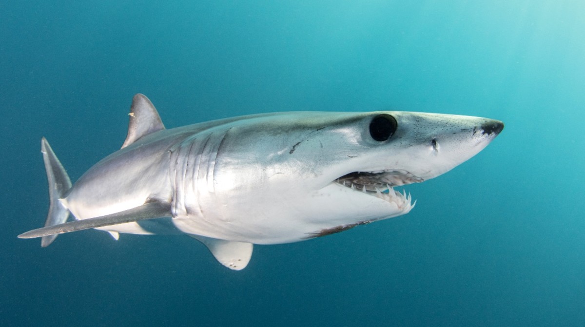 Over One Dozen Sharks Test Positive for Cocaine Off the Coast of Brazil