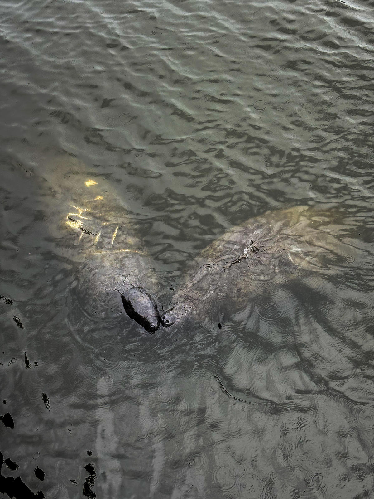 Pair of manatees spotted in the Hague in Norfolk