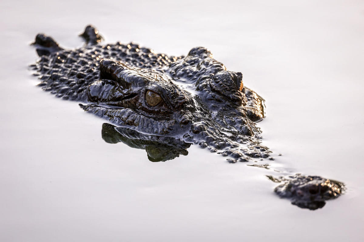 Police in Australia search for child reportedly attacked by a crocodile