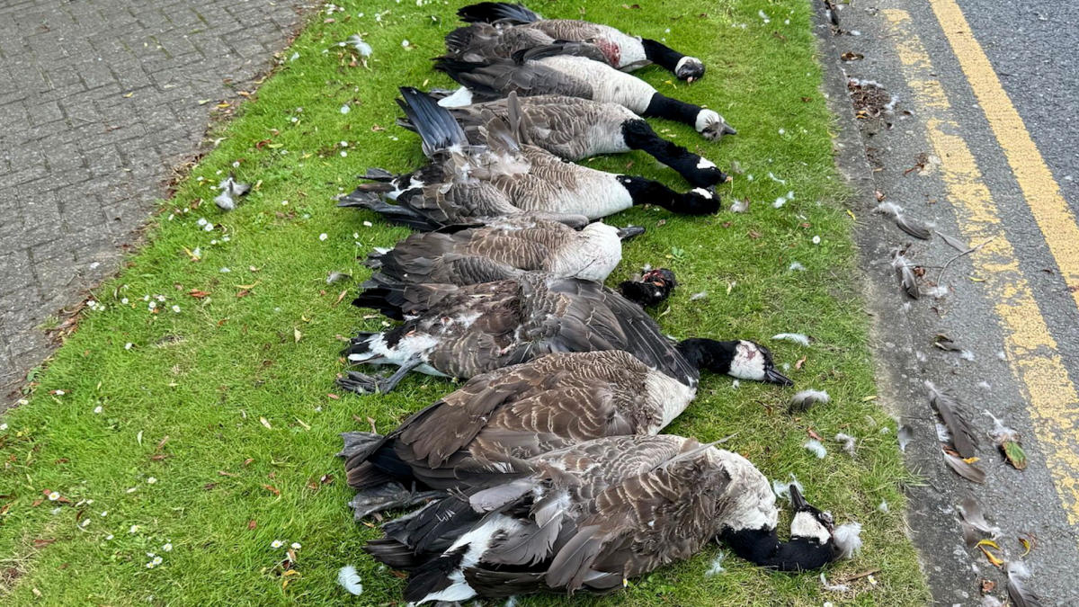 Police investigate after eight geese killed by car