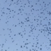 Purple Martins return to Nashville near Nissan Stadium