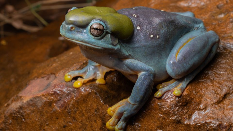 Rare genetic mutation turns green frog blue