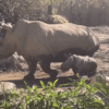 Rare White Rhino Birth Celebrated at Chilean Zoo