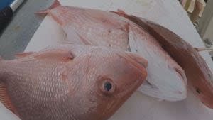 Red Snapper Day in Volusia County