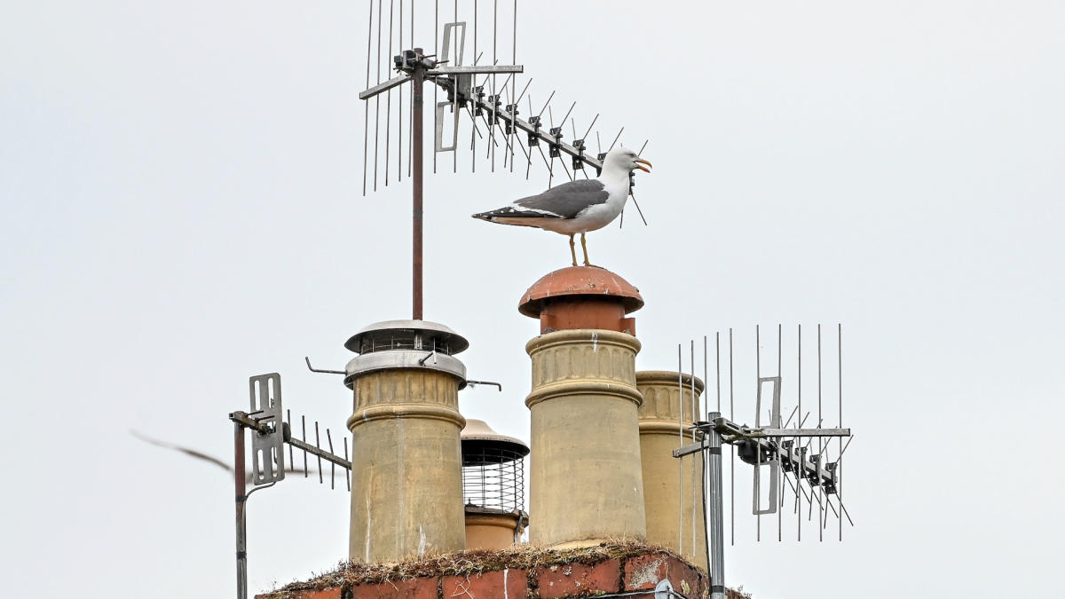 Residents in quiet neighbourhood terrorised by ‘psycho’ seagulls