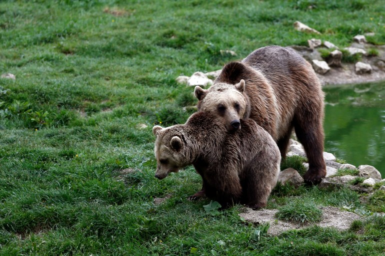 Romania to cull 500 bears to curb overpopulation after deadly attack