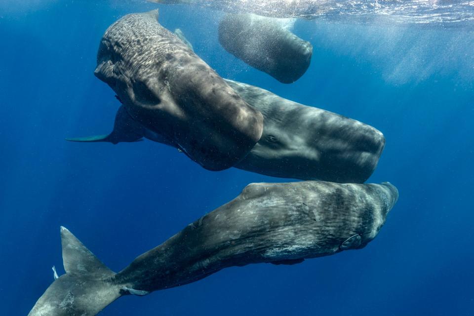 Scientists are closer than ever to deciphering the secret language of sperm whales. AI could be the key.