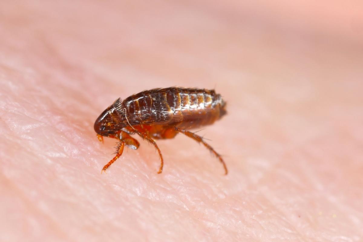 Scientists issue critical warning after US city confirms case of serious disease spread by fleas: ‘An infected person must be treated promptly’