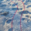 Sea turtle nests hatch on Dauphin Island despite tropical storm threats