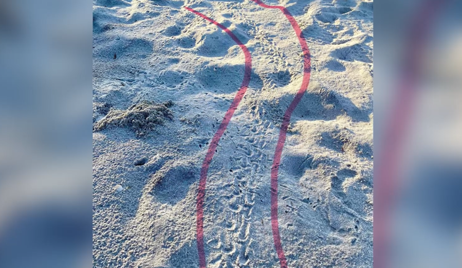 Sea turtle nests hatch on Dauphin Island despite tropical storm threats