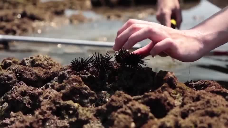 Sea urchins fed cabbage in Japan to help fight marine damage