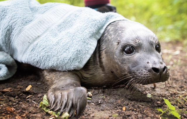 Seal Pup Rescued From Park 18 Miles Inland