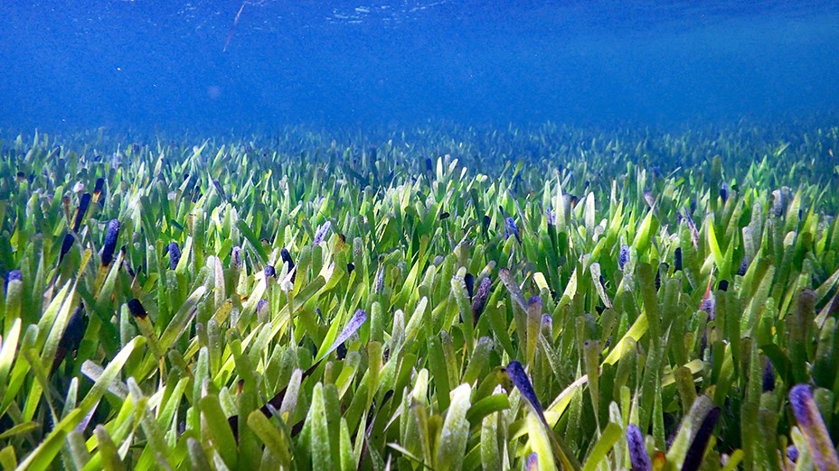 Shark Bay: Home to Earth’s largest plant — an immortal, self-cloning seagrass meadow stretching 112 miles