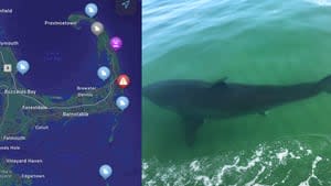 Sharks are coming within feet of Massachusetts beaches. See a list of recently spotted great whites