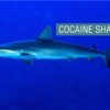 Sharks are testing positive for cocaine