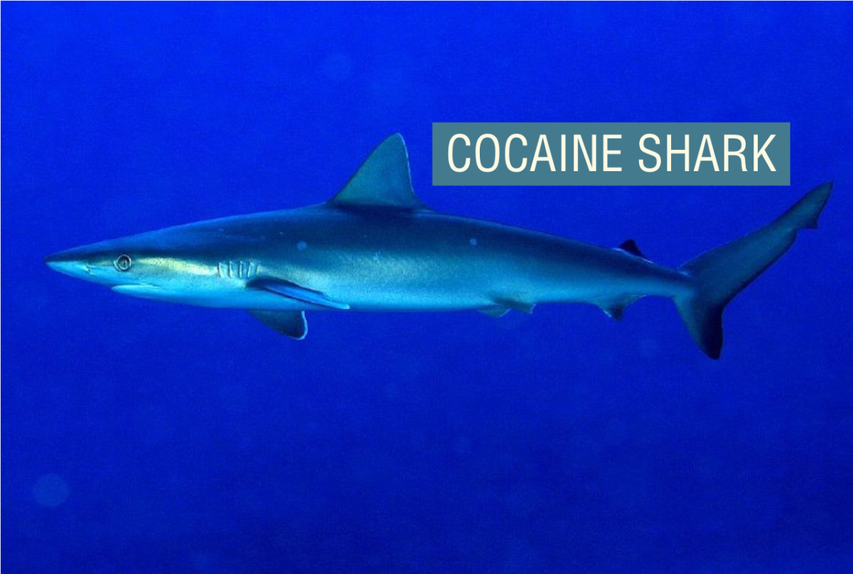 Sharks are testing positive for cocaine