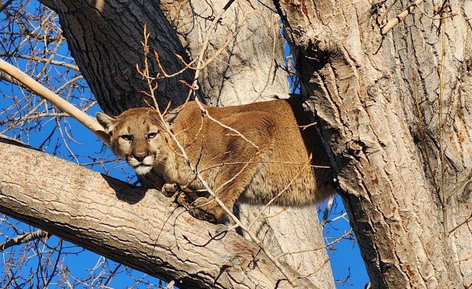 SLO County cyclist thought a mountain lion attacked him. Here’s what it actually was