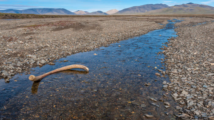 Small Population of Woolly Mammoths Survived for Centuries, Against All Odds