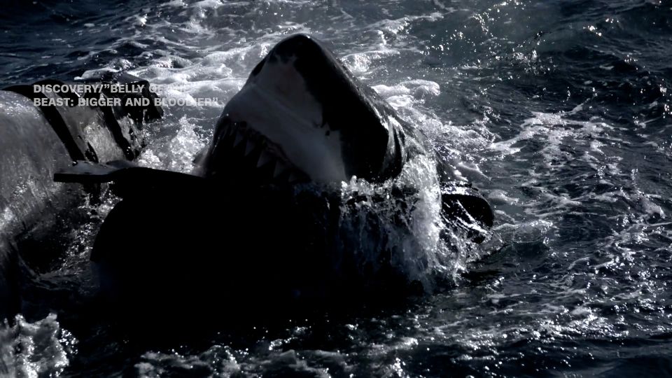 Stunning video shows scientists release 200 gallons of synthetic blood into ocean to lure a great white shark