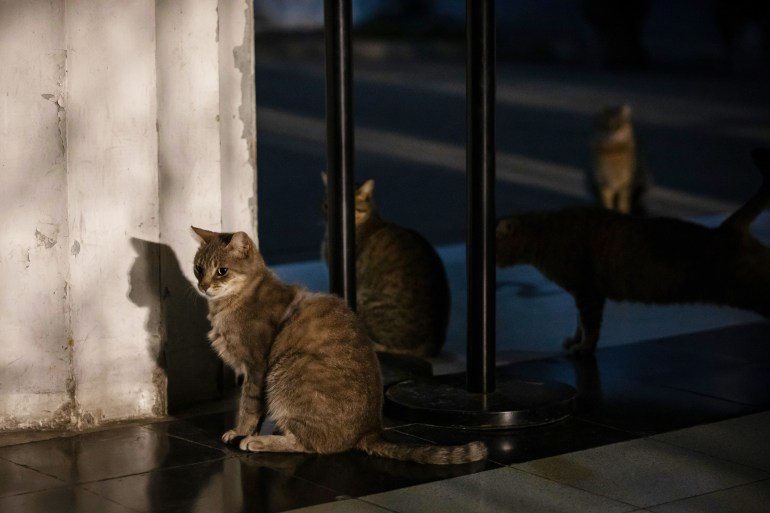 The missing cemetery cats of Buenos Aires: What happened?