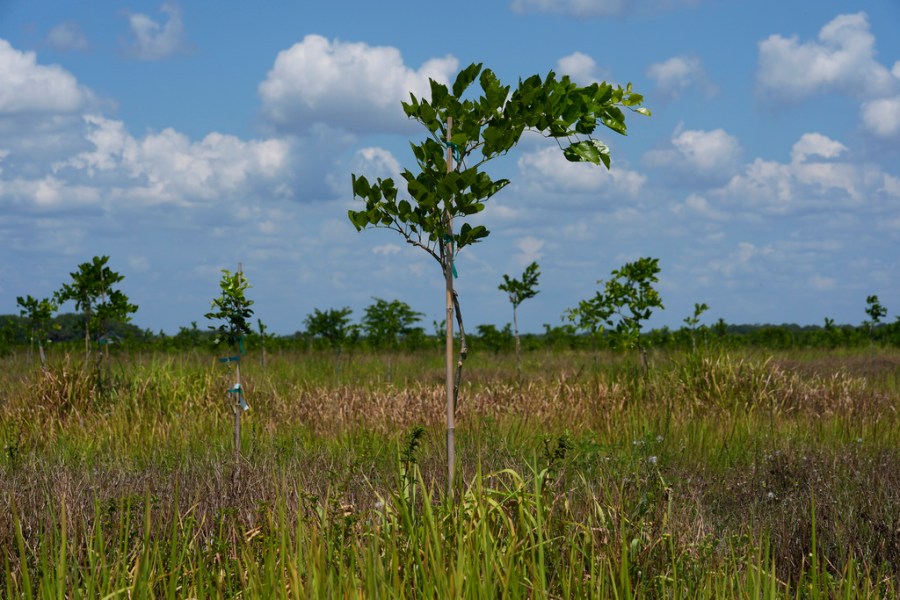 This ancient tree may replace Florida’s old citrus groves as farmers seek new crop