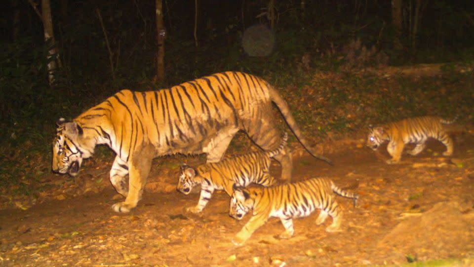 Tigers are disappearing from Southeast Asia. A forest in Thailand is offering new hope