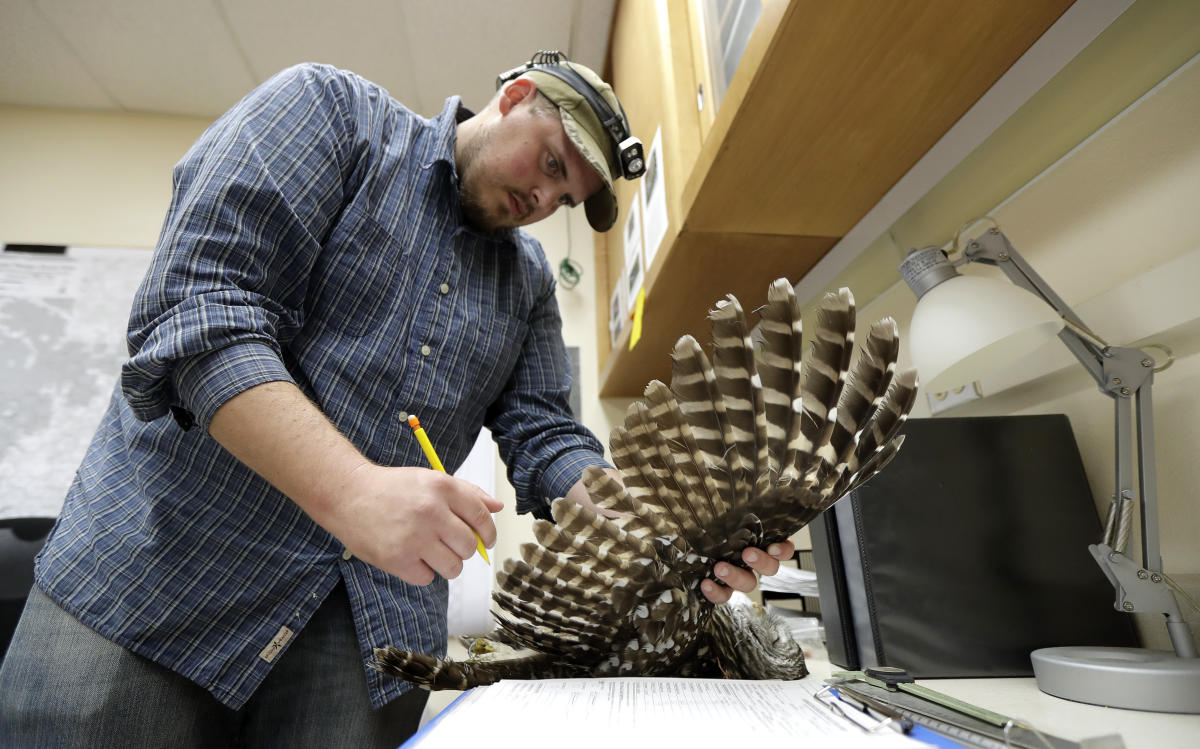 To save spotted owls, US officials plan to kill hundreds of thousands of another owl species