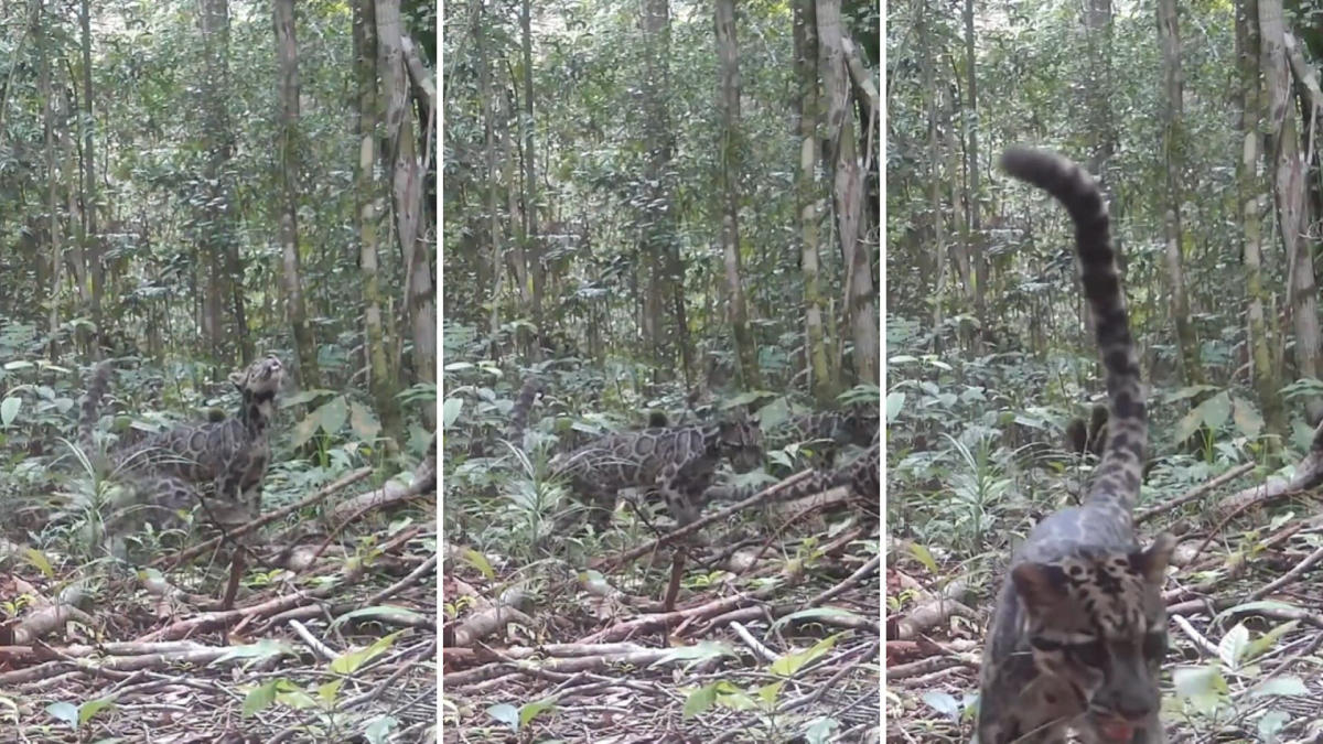 Trail cameras capture first-of-its-kind footage of ‘one of the rarest’ feline species in the world: ‘An incredibly encouraging sign’