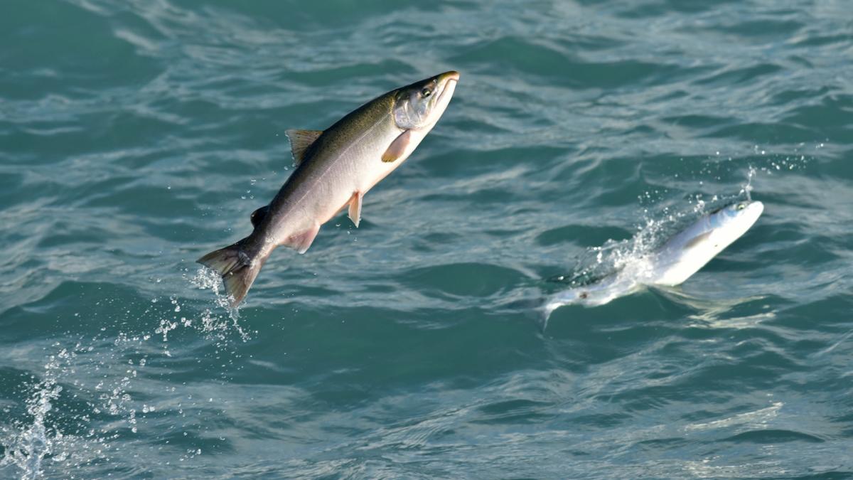 Tribe members rejoice after fish populations return for first time since ‘historic’ dam removal: ‘It’s been a long time coming’