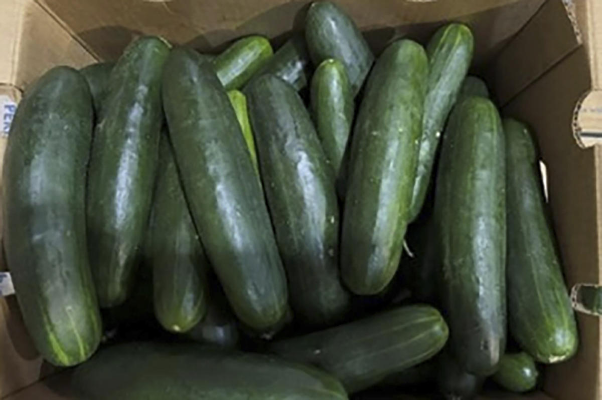 Untreated water tied to salmonella outbreak in cucumbers that sickened 450 people in US