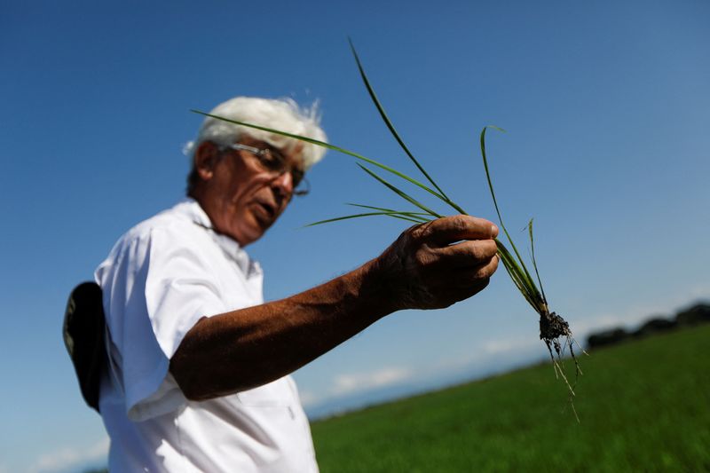 Venezuela’s rice, corn production rise as buyers loan farmers supplies