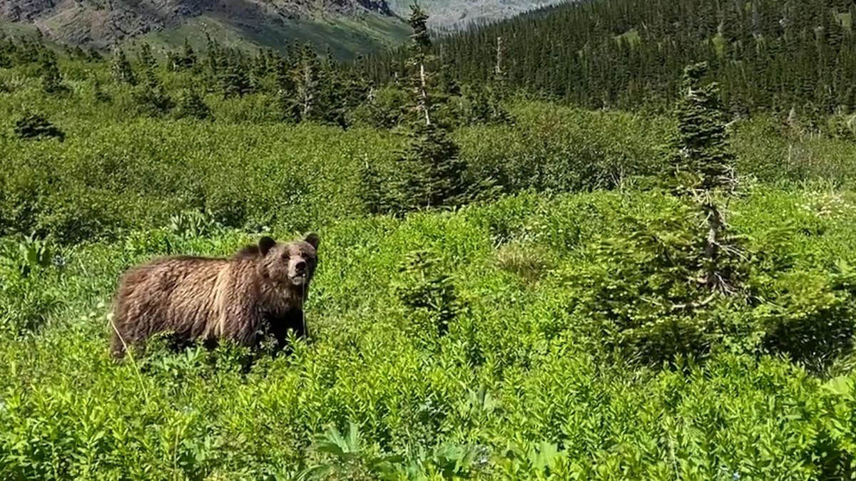 Video shows woman’s scarily close encounter with grizzly. She says she’d still ‘choose the bear.’